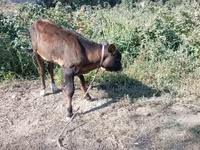 Бик, Swiss cattle — снимка 1