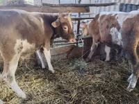 গাভী, Simmental cattle — ছবি 2
