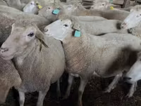 Sheep, Sheep — photo 2