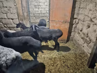 Хонь, Hissar sheep — 5 зураг