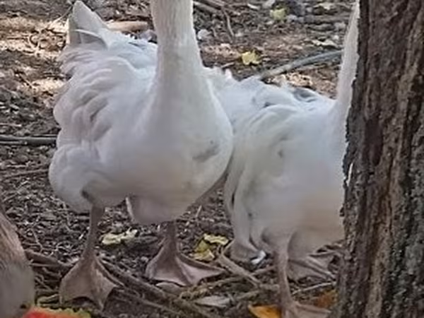 Geese