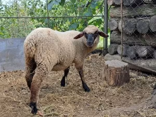 Sheep, White Suffolk sheep — Hungary