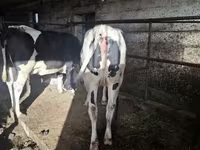 Krava, Russian Black pied cattle — foto 4
