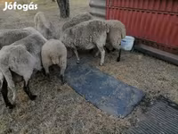 Får, White Suffolk sheep — foto 3