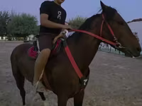 اسب نر, اسب — عکس 3