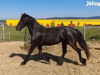 암말, Friesian — 사진 1