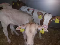گاو نر, Simmental cattle — عکس 3