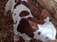 Toro, Simmental cattle — foto 2
