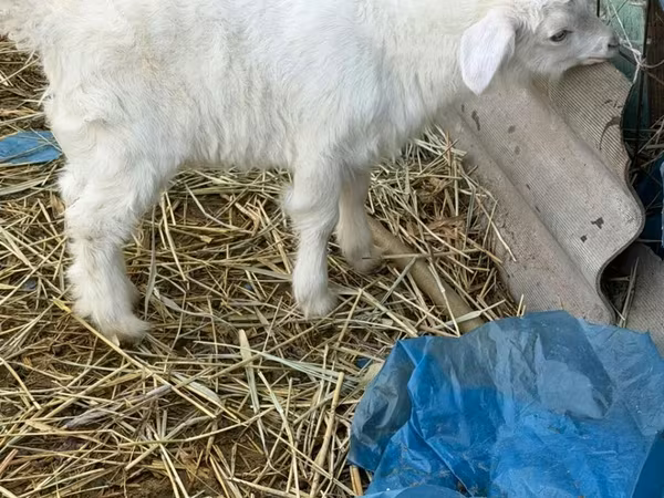 Ziegenbock, Saanen goat