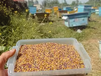 1kq Çiçək tozu (polen) çatdırılma vardır.arıların müxtəlif çiçəklərdən — عکس 1