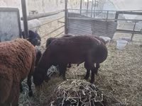 Kambing jantan, Sheep — foto 8