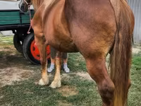 Kuda betina, Hungarian horse breed — foto 4