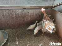 Chickens — Foto 2
