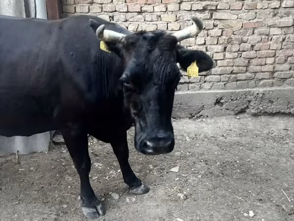Vaca, Swiss cattle