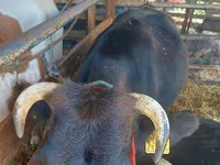 Mucca, Bovini — foto 2