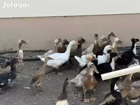 Ducks — Foto 1