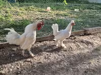 Chickens — عکس 5