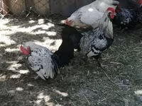Chickens — photo 1