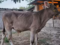 Lembu jantan, Cattle — foto 8