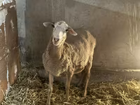 암양, Rhon sheep — 사진 1