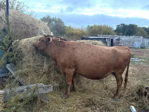 گاو ماده, Latvian Blue cattle