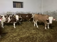 گاو نر, Simmental cattle — عکس 5