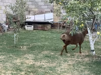Bélier, Hissar sheep — photo 5