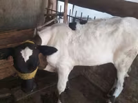 Koe, Russian Black pied cattle — foto 2