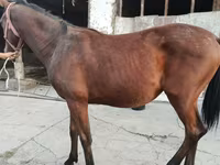 Cavallo, Cavalli — foto 4