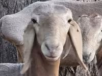Πρόβατο, Arashan sheep — φωτογραφία 1