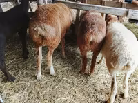 Domba jantan, Sheep — foto 3