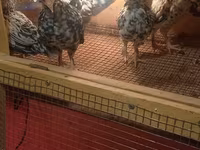 Bantam giapponese — foto 2