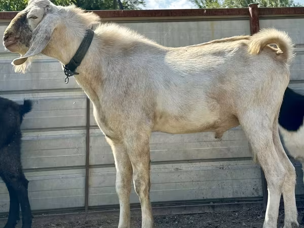 Ri’ lab, Nubian Goat