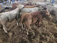 Bulle, Limousin-Kuh — Foto 3
