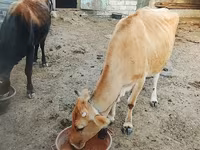 Mucca, Bovini — foto 4