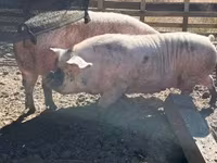 แม่สุกร, หมู — รูปภาพ 2