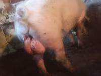 Boar, Ландрас — photo 1