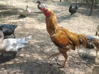 Chickens — 照片 1