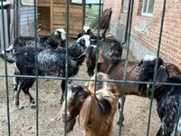 雄ヤギ, Saanen goat — 写真 7