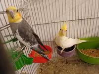 Məhsul: Nimfa (Cockatiel) cütlükləri və yuvalama dəsti Korella — fotografija 1