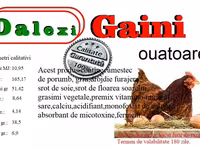 Quails — акс 5