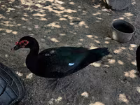 Ducks — عکس 6