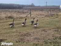 Geese — zdjęcie 1
