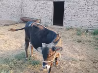 Byk, Swiss cattle — zdjęcie 6