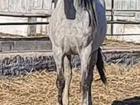 Konji (partija, pol nije naveden), Thoroughbred horse — fotografija 1