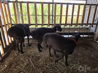 Vædder, Hissar sheep — foto 7