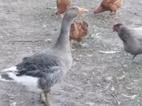 Geese — تصویر 1