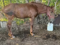 Kuda jantan, Kazakh horse — foto 2