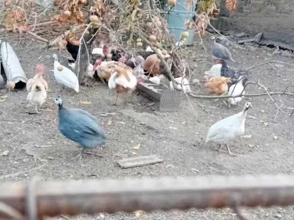 Guinea fowl