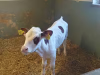 วัวตัวเมีย, Simmental cattle — รูปภาพ 1